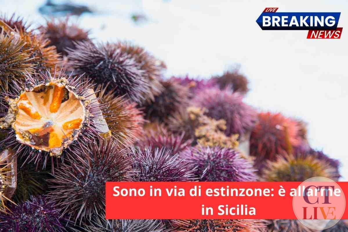 Ricci mare estinzione Sicilia