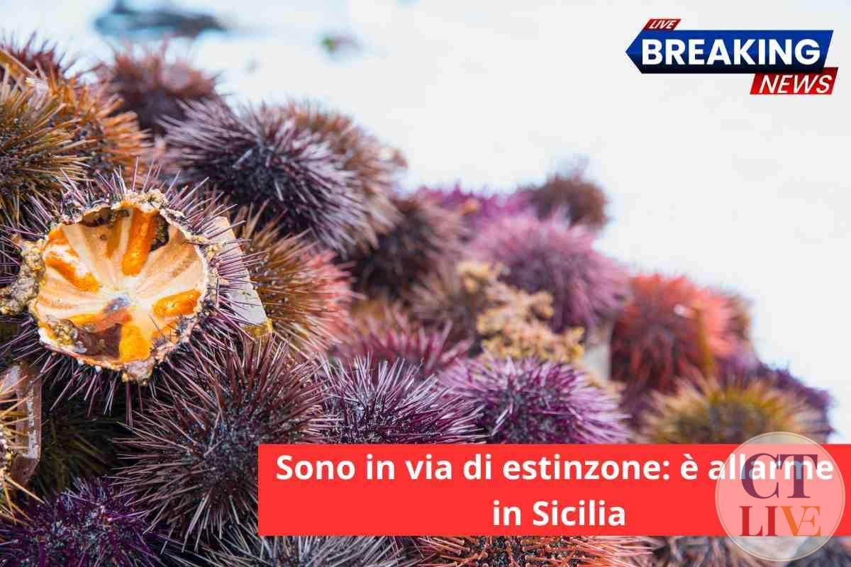 Ricci di mare in via di estinzione in Sicilia: il motivo