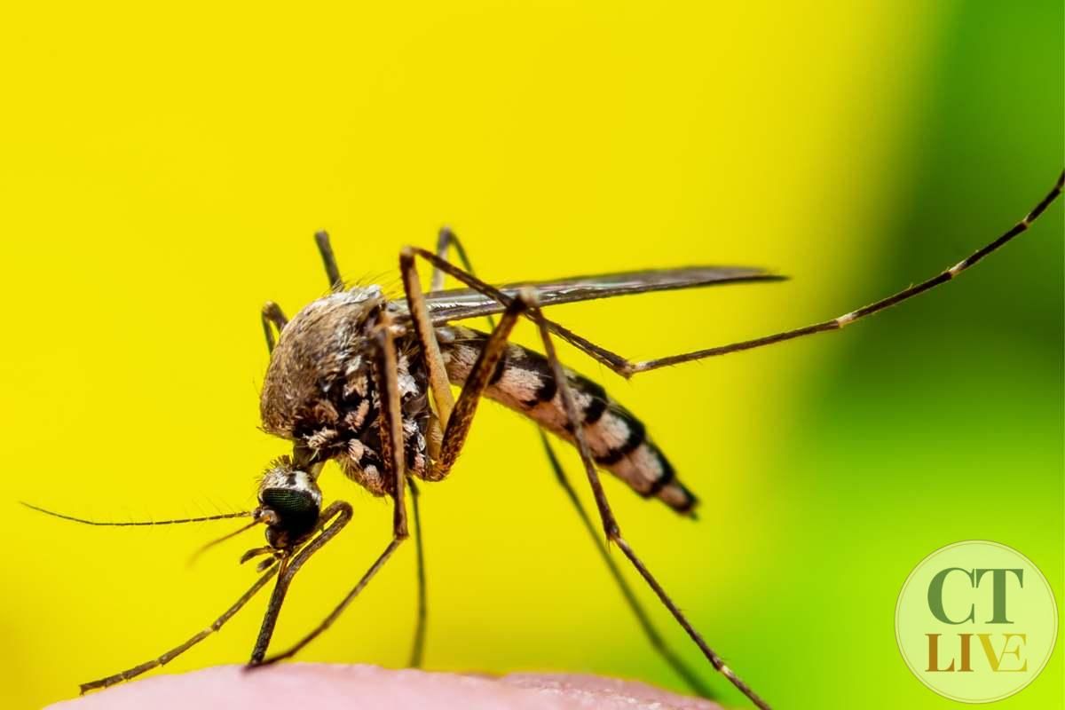 Febbre Dengue, morta una donna in Italia