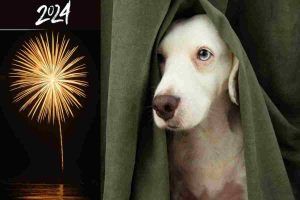 cosa fare per il tuo cane a Capodanno